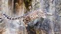 Animals wildlife snow leopards feline wallpaper