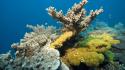 Coral underwater wallpaper