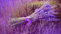 Flowers grass purple ribbons lavender bouquet wallpaper