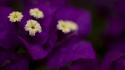 Flowers macro purple bougainvillea wallpaper