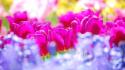 Flowers tulips bokeh depth of field pink wallpaper