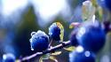 Macro blueberries tapeta wallpaper
