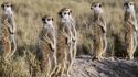 Meerkats botswana wallpaper