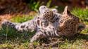 Nature animals jaguars baby wallpaper