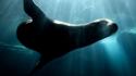 Nature animals sunlight sea lions underwater wallpaper