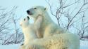 Nature snow animals polar bears baby wallpaper