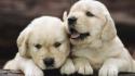Puppies golden retriever wallpaper