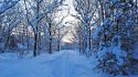 Winter snow trees new year 2013 now wallpaper