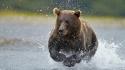 Alaska fishing national park brown bear wallpaper