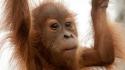 Animals apes baby orangutans wallpaper