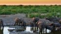 Animals elephants africa multiscreen wallpaper
