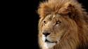 Animals feline lions wallpaper