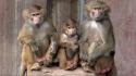 Animals monkeys chimpanzee baby wallpaper