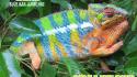 Blue animals chameleons bar reptile reptiles chameleon wallpaper