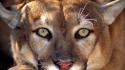Close-up animals puma wallpaper