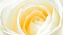 Close-up white flowers yellow roses wallpaper