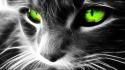 Eyes cats animals green wallpaper