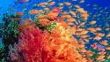 Fishes sea wallpaper