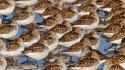 Flock alaska sand piper birds wallpaper