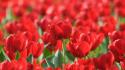 Flowers tulips red wallpaper