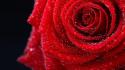 Flowers wet romantic roses red rose wallpaper
