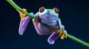 Frogs red-eyed tree frog amphibians wallpaper