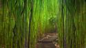 Green landscapes nature bamboo path young wallpaper