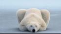 Landscapes national geographic polar bears wallpaper