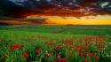 Landscapes nature flowers earth viewscape wallpaper
