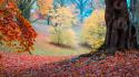 Landscapes trees forest leaves autumn wallpaper