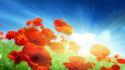 Nature flowers sunlight red poppies wallpaper