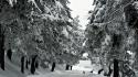 Nature snow forest cold winter wallpaper