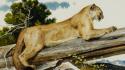 Paintings trees animals puma branches wallpaper
