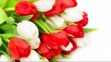 Red white flowers tulips wallpaper