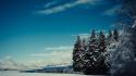 Snow trees nordic pine wallpaper