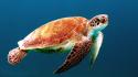 Turtles sealife wallpaper