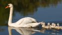 Water swans michigan baby birds wallpaper