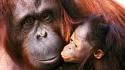 World animals baby orangutans wallpaper