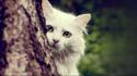 Animals cats trees white wallpaper