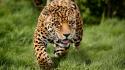 Animals grass leopards wallpaper
