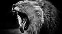 Animals grayscale yawn lions wallpaper