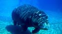 Animals hippopotamus underwater wallpaper
