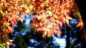 Autumn (season) leaves sunlight maple leaf branches wallpaper