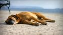 Beach sand animals dogs pets wallpaper