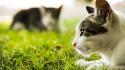 Cats animals grass kittens domestic cat wallpaper