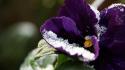 Close-up nature snow flowers wallpaper