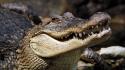 Crocodiles reptiles muzzle dangerous wallpaper