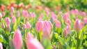 Flowers tulips bokeh pink wallpaper