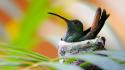 Hummingbirds birds wallpaper