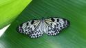 Insects leaves butterflies wallpaper